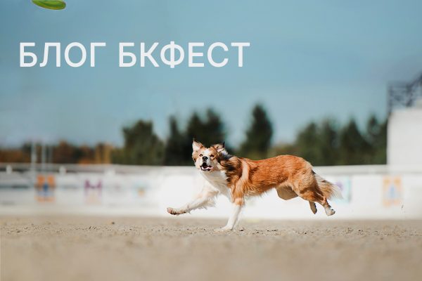 БЛОГ