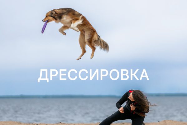 ДРЕССИРОВКА